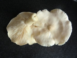 St Georges Mushrooms